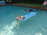 Sampson and Delilah Swimming 003